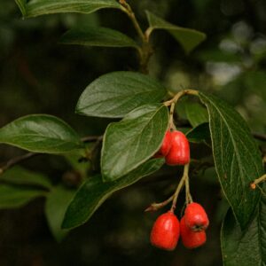 Close-up of vibrant red berries surrounded by lush green leaves in an outdoor setting.