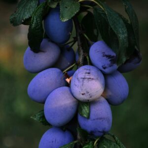 Vibrant purple plums ripening on a branch in the orchard, showcasing nature's abundance.